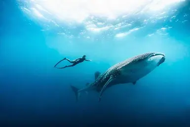 Feel like a Fish