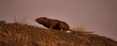 AHP Cute Rats
