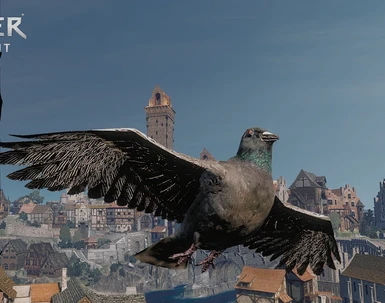 HD Pigeon