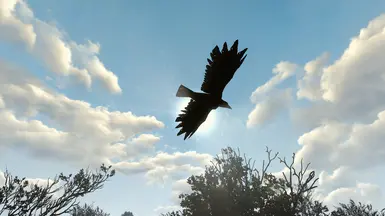 Majestic raven