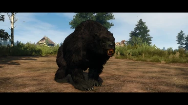 Old black bear.
