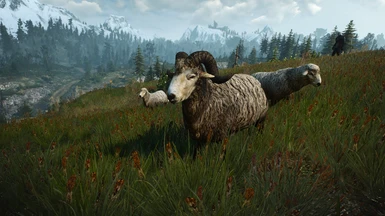 Sheep and Ram Texture Replacer